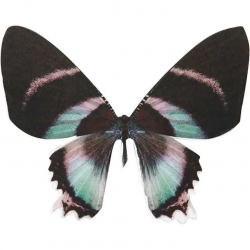 Vlinders (20 st.)